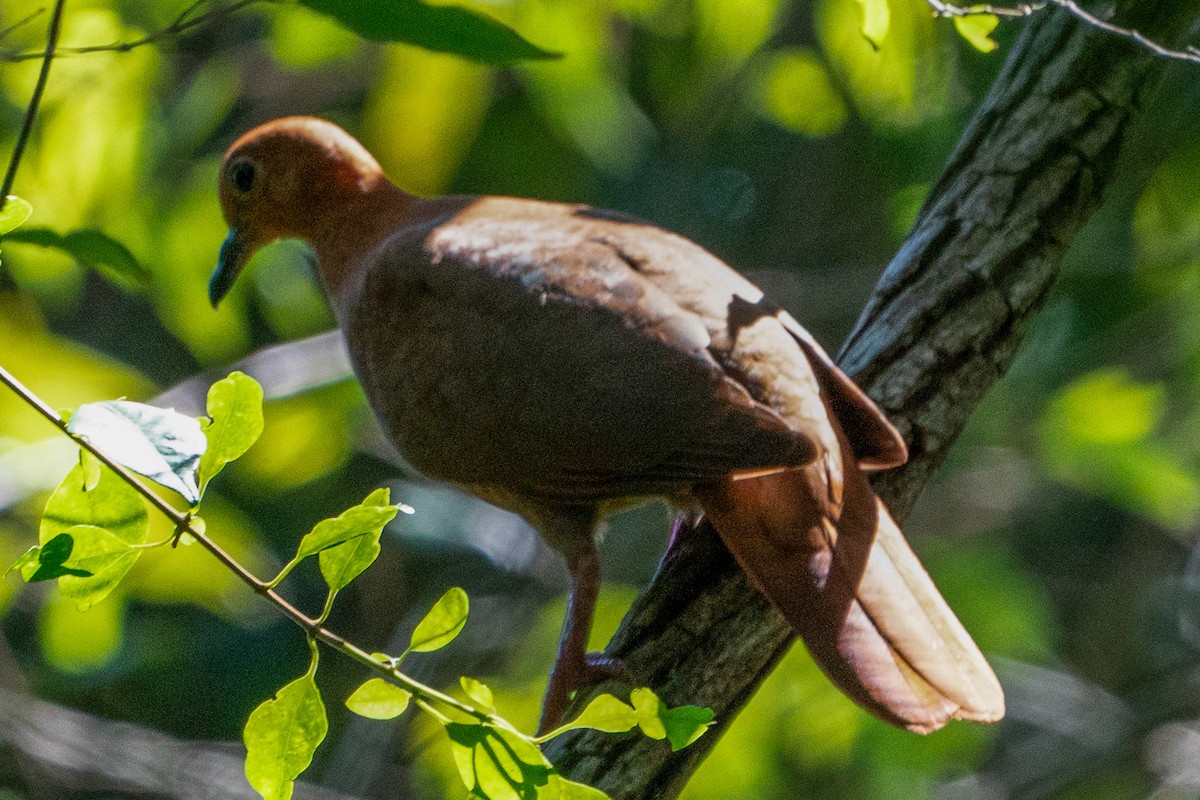 Wetar Ground Dove - ML619919396