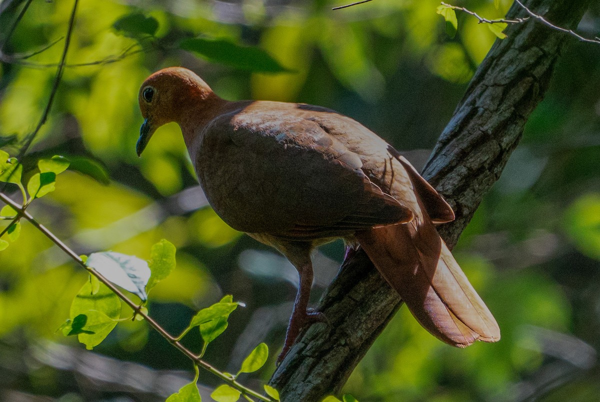 Wetar Ground Dove - ML619919405