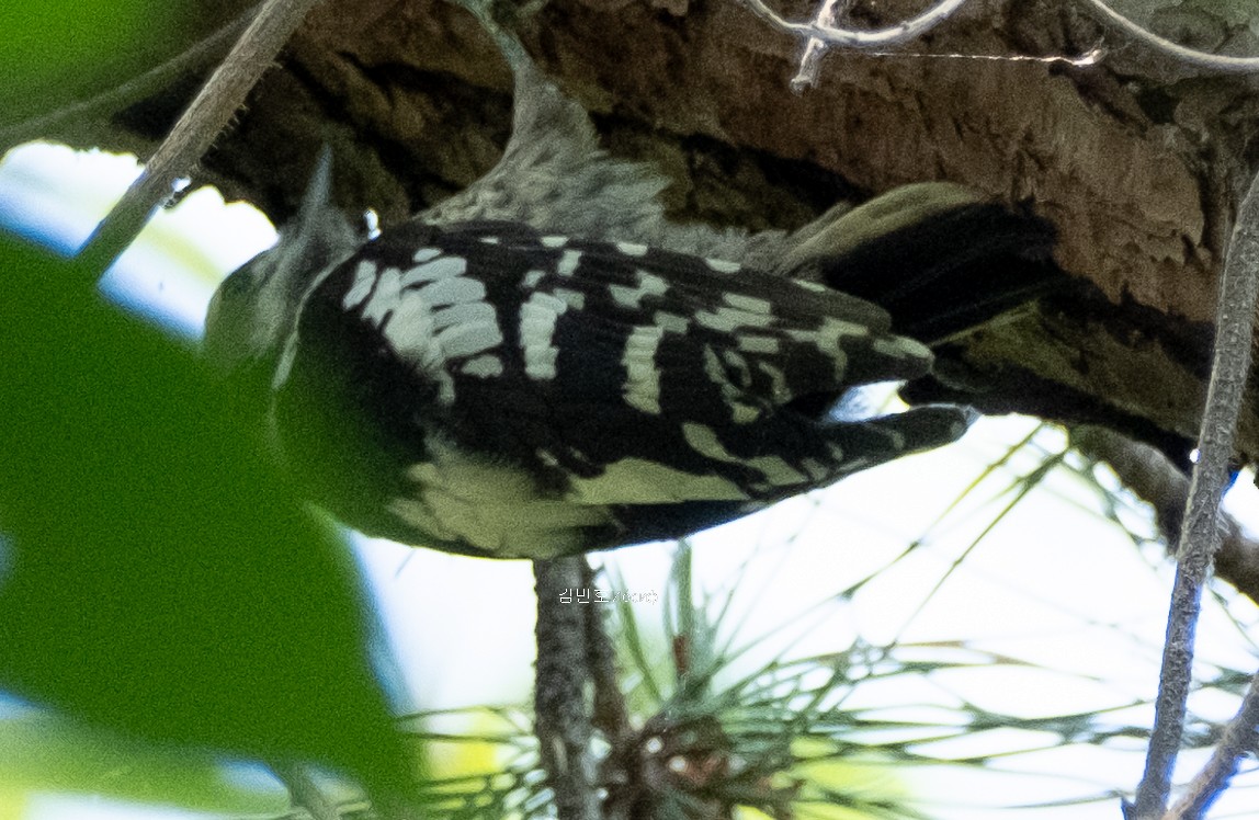 Gray-capped Pygmy Woodpecker - ML619919410