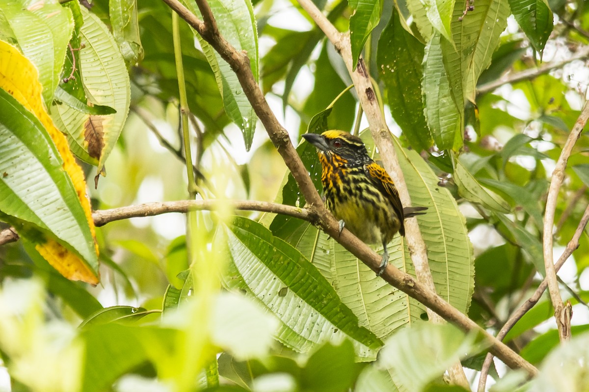 Gilded Barbet - ML619919416