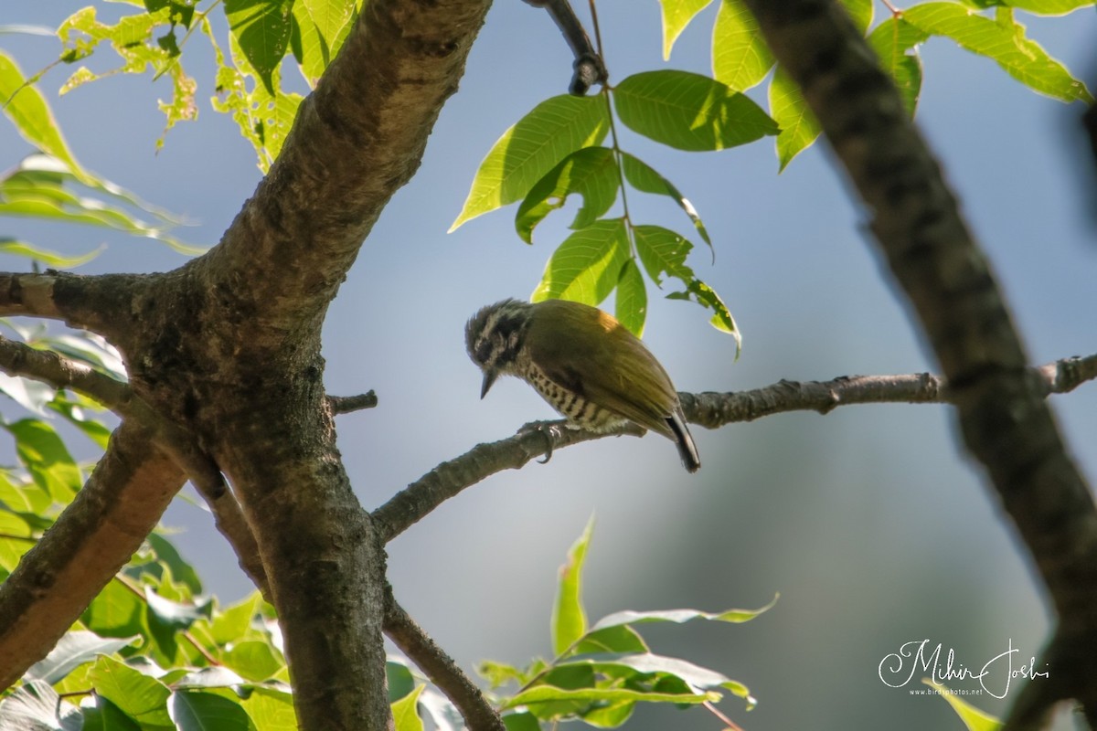 Speckled Piculet - ML619919426