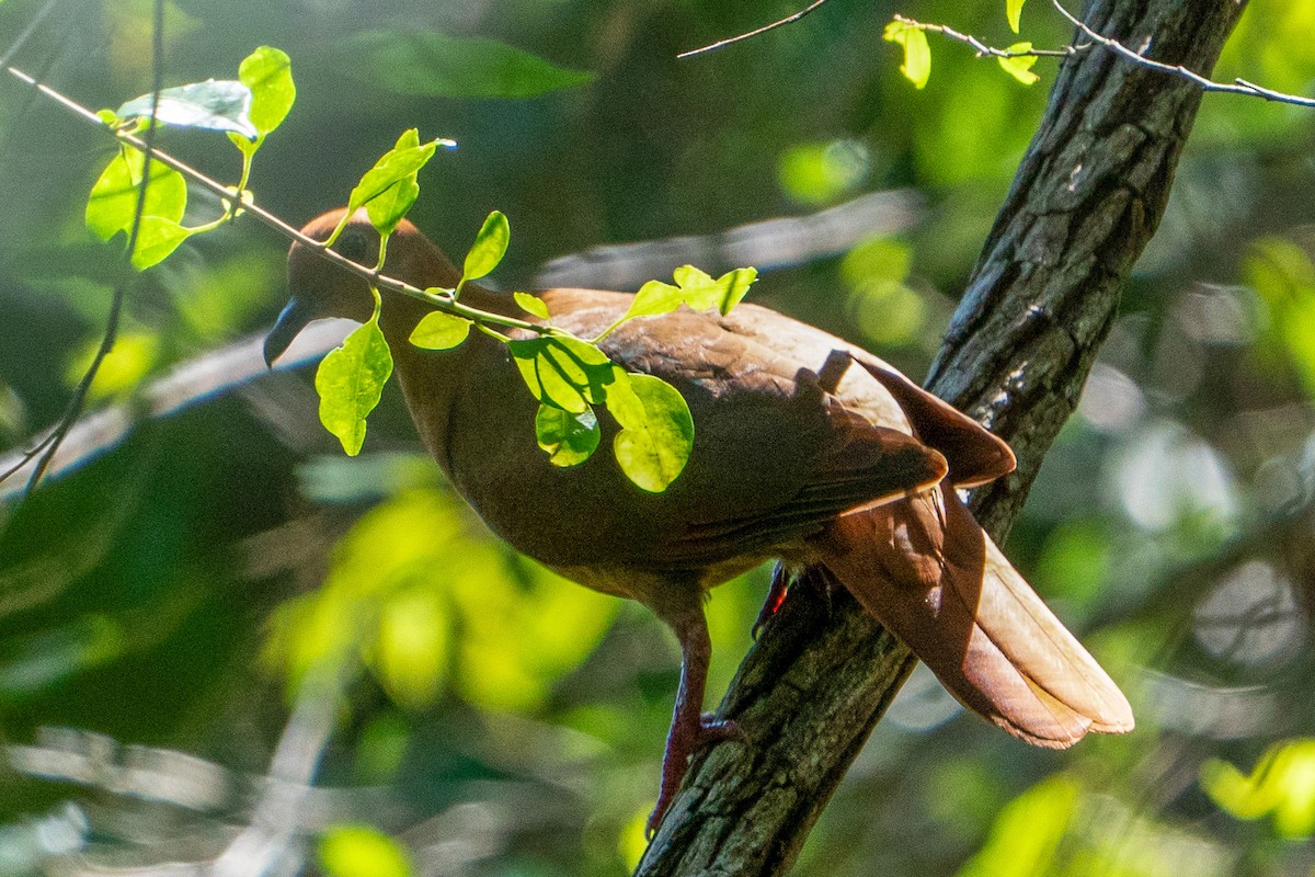 Wetar Ground Dove - ML619919428