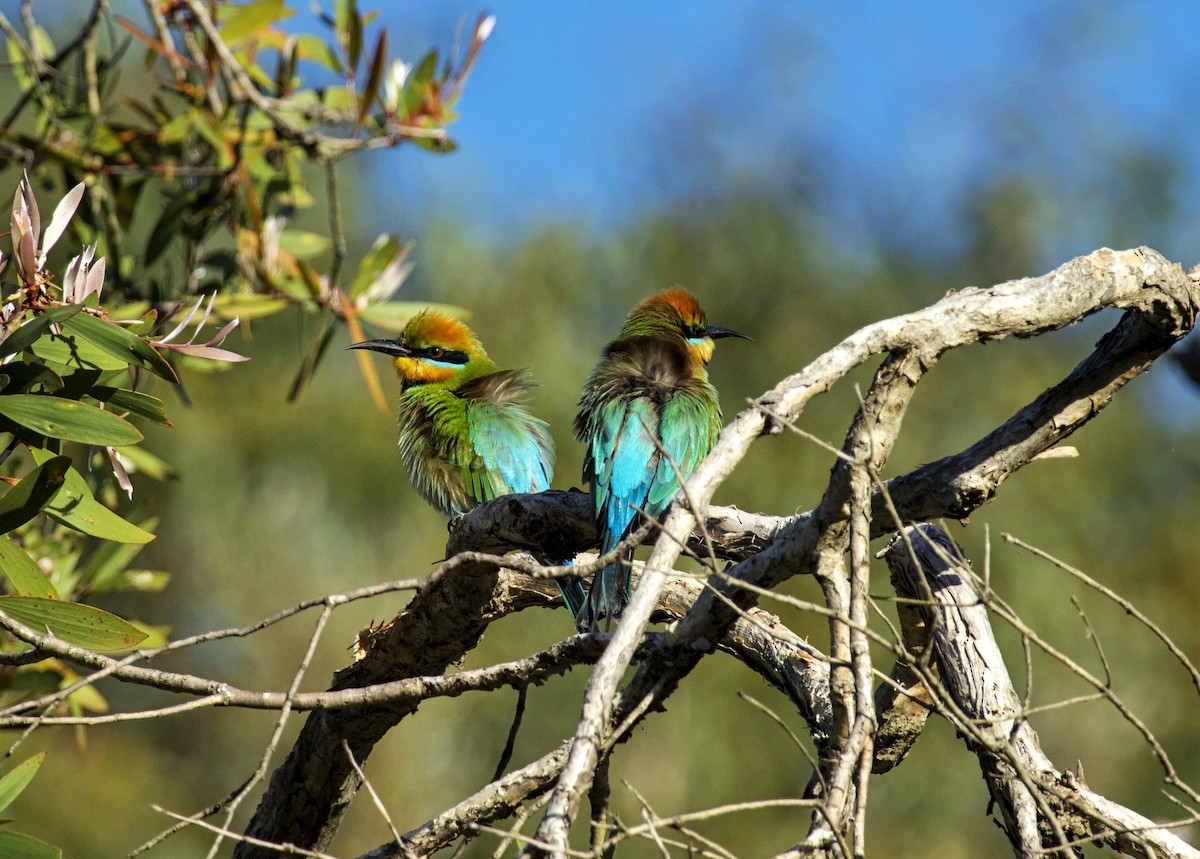 Rainbow Bee-eater - ML619919435