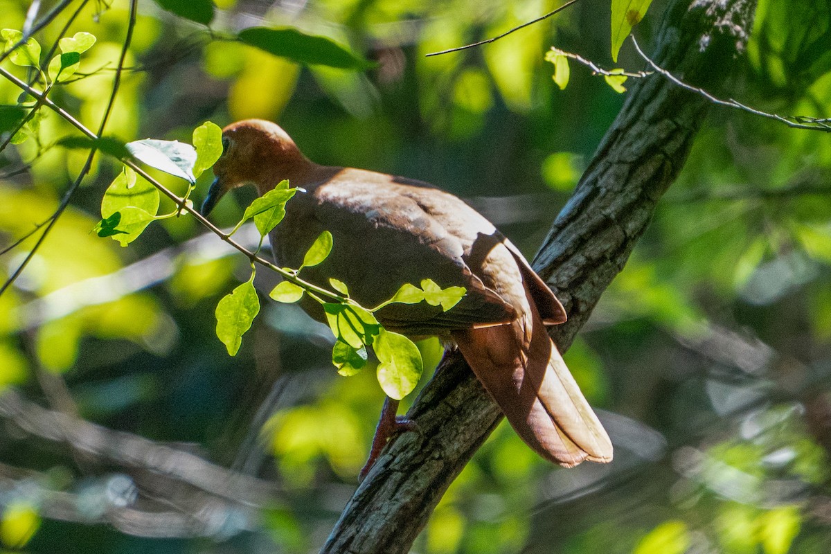 Wetar Ground Dove - ML619919443