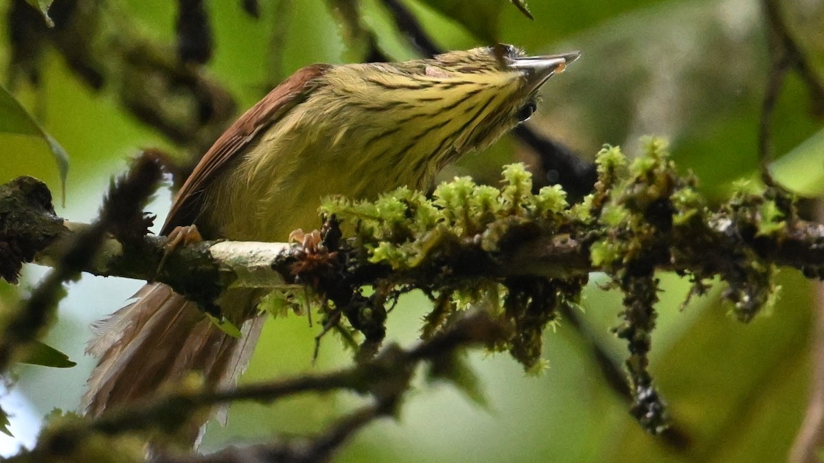 Pin-striped Tit-Babbler - ML619919453