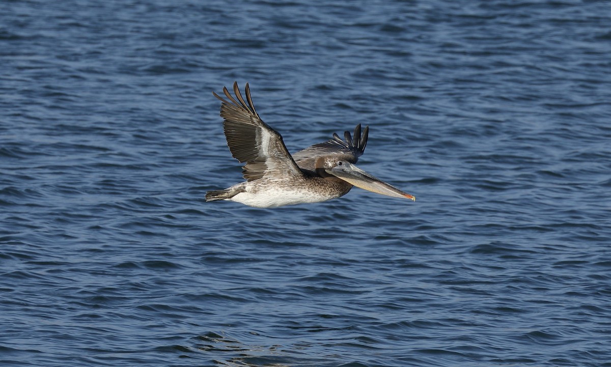pelikán hnědý - ML619919458