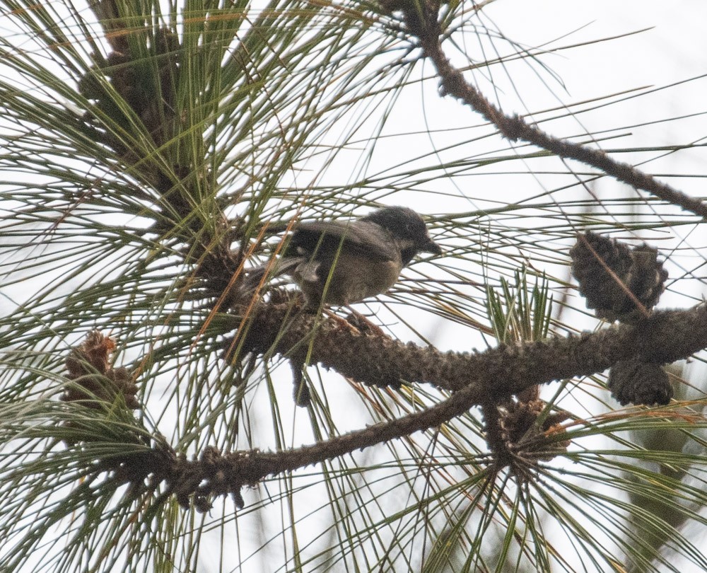 Black-throated Tit (Gray-crowned) - ML619919459