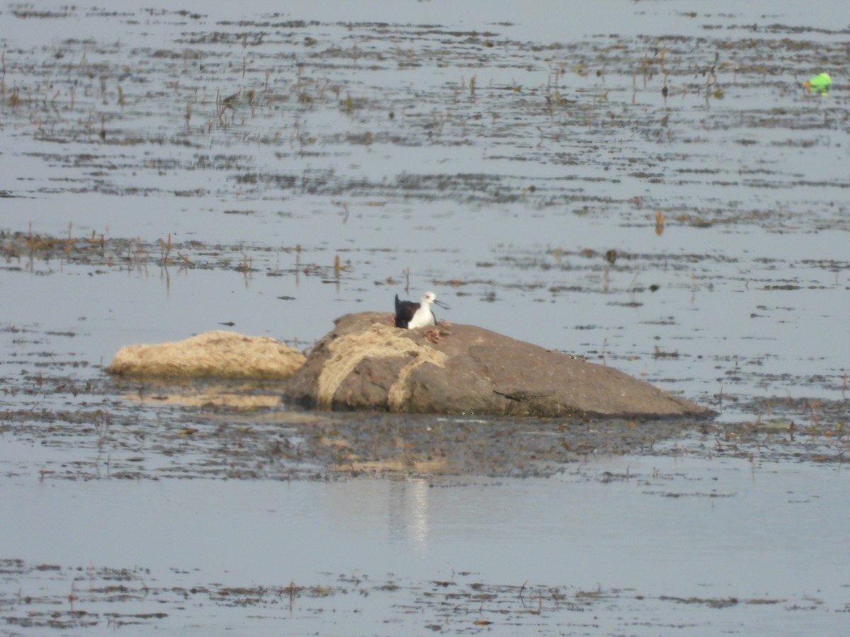 Black-winged Stilt - Hakimuddin F Saify