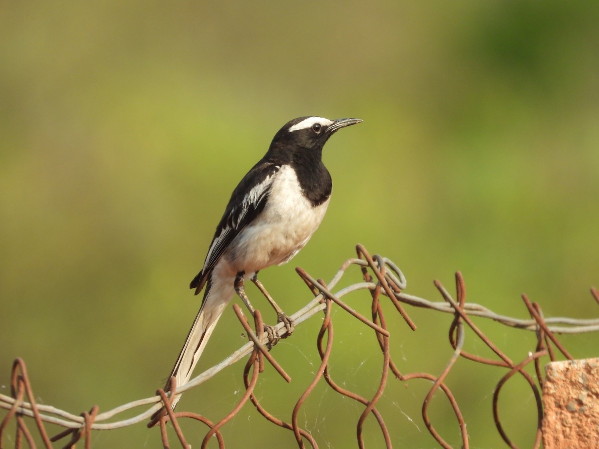 White-browed Wagtail - ML619919477