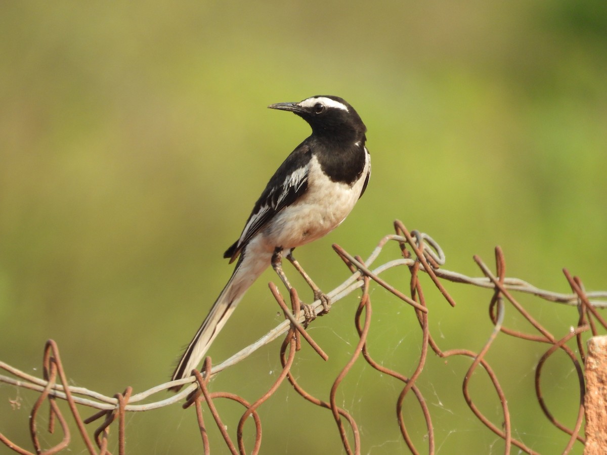 White-browed Wagtail - ML619919478