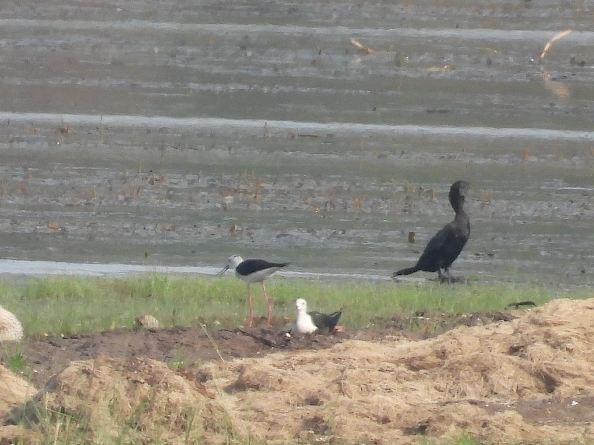 Black-winged Stilt - ML619919480