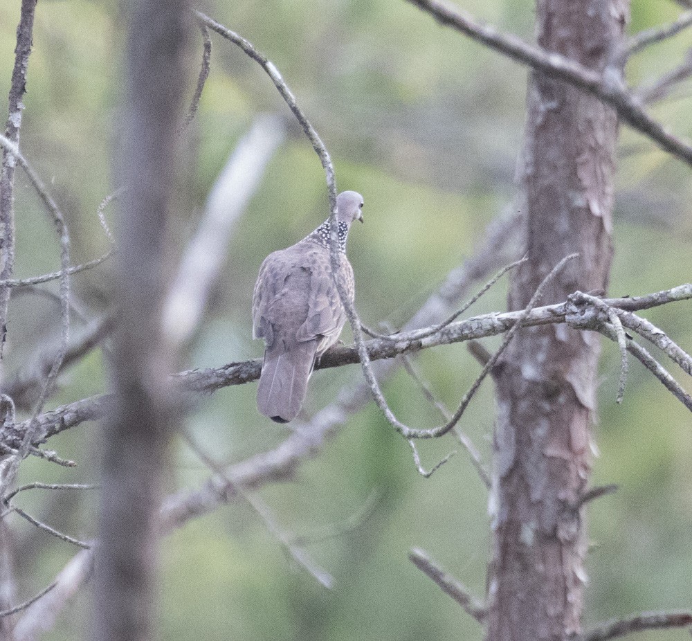 Spotted Dove - ML619919481