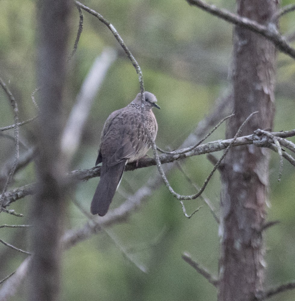 珠頸斑鳩 - ML619919482