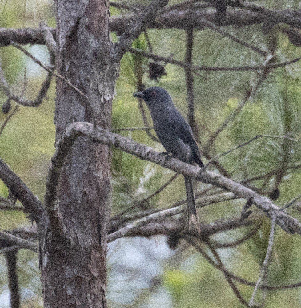 Drongo Cenizo - ML619919483