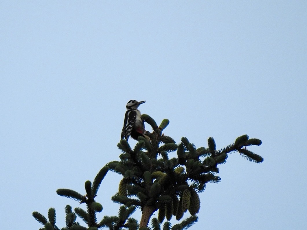 Great Spotted Woodpecker (Great Spotted) - ML619919486