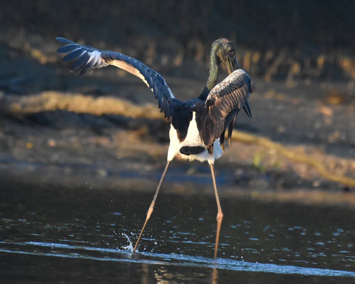 Black-necked Stork - ML619919490