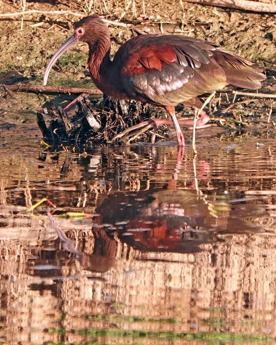 ibis americký - ML619919497