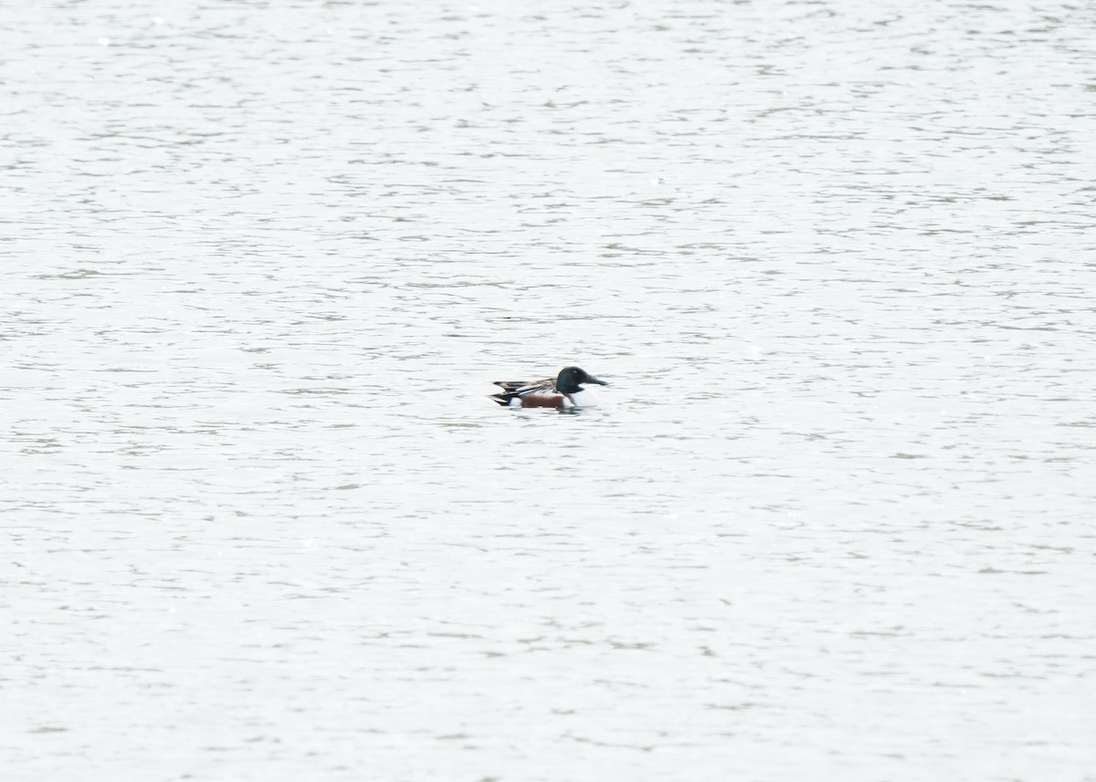 Northern Shoveler - ML619919500