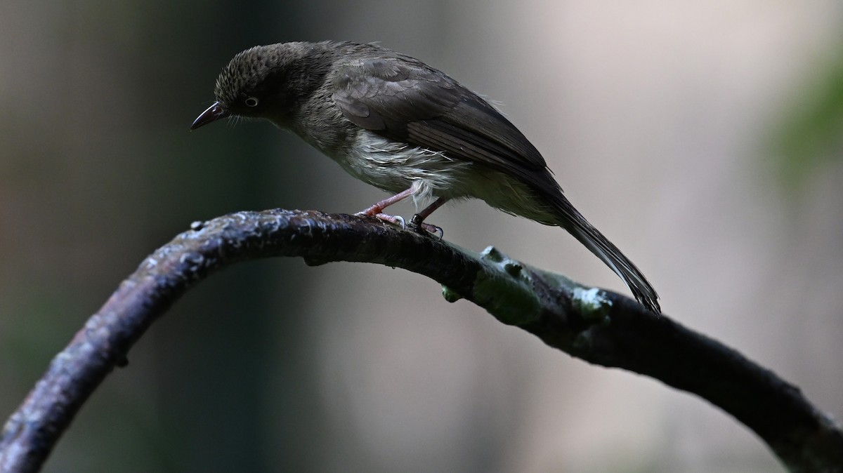 Bulbul Ojiblanco - ML619919501