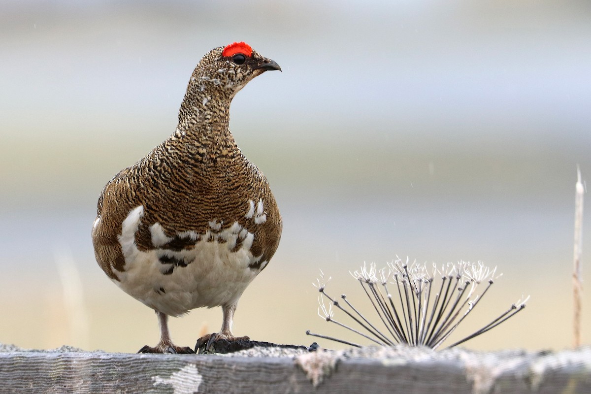 Rock Ptarmigan - ML619919505