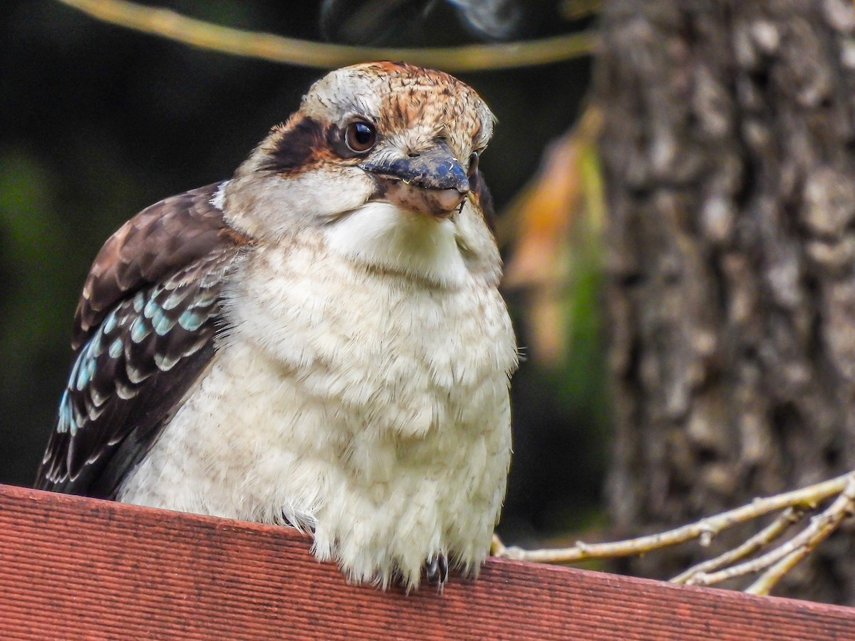 Laughing Kookaburra - ML619919523