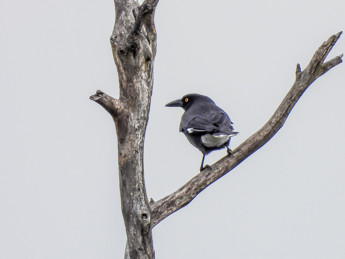 Pied Currawong - ML619919532