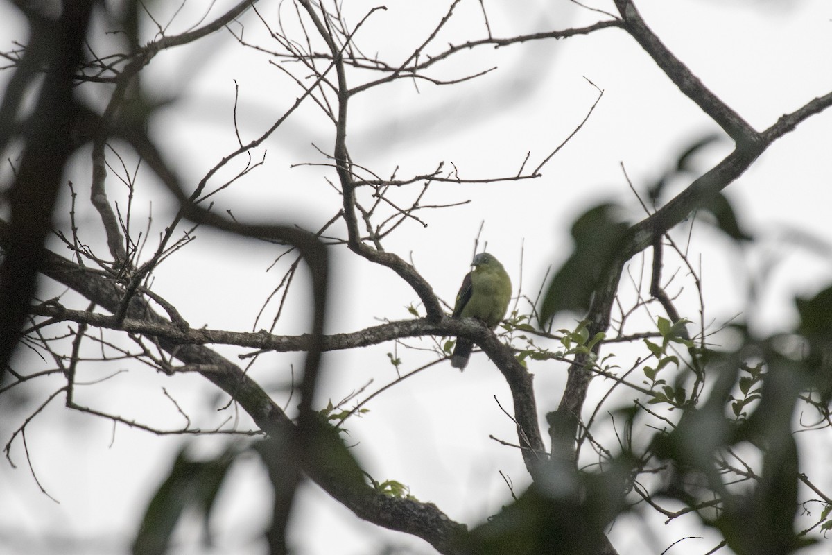 Gray-fronted Green-Pigeon - ML619919536