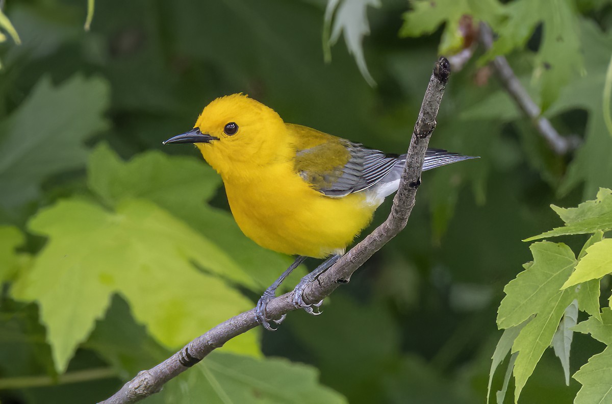 Prothonotary Warbler - ML619919547
