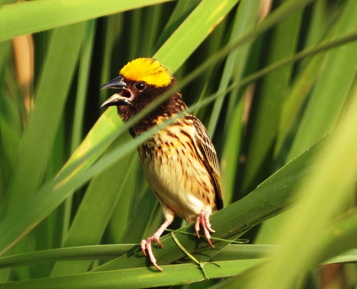 Streaked Weaver - ML619919552