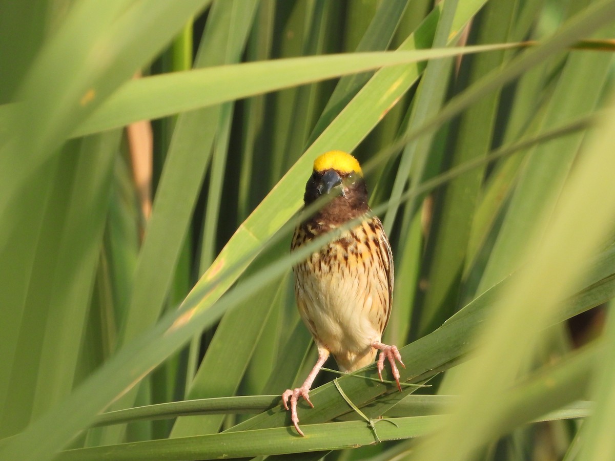 Streaked Weaver - ML619919553