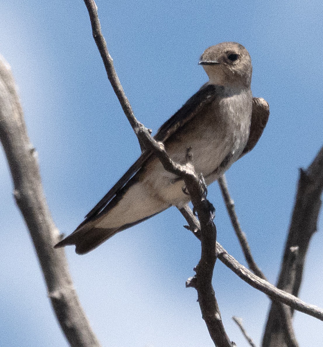 Northern Rough-winged Swallow - ML619919560