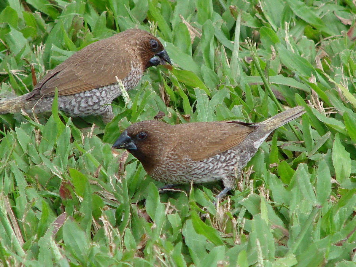 Scaly-breasted Munia - ML619919570