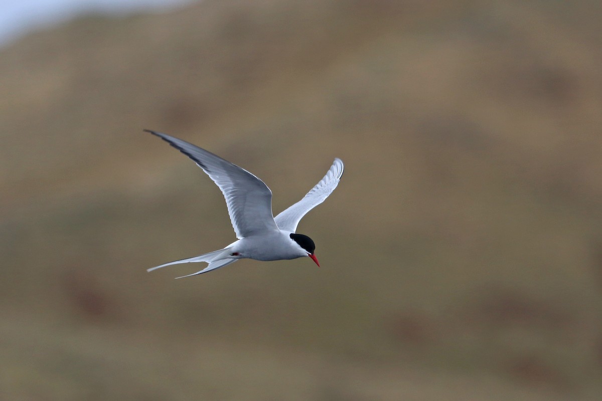 Arctic Tern - ML619919584