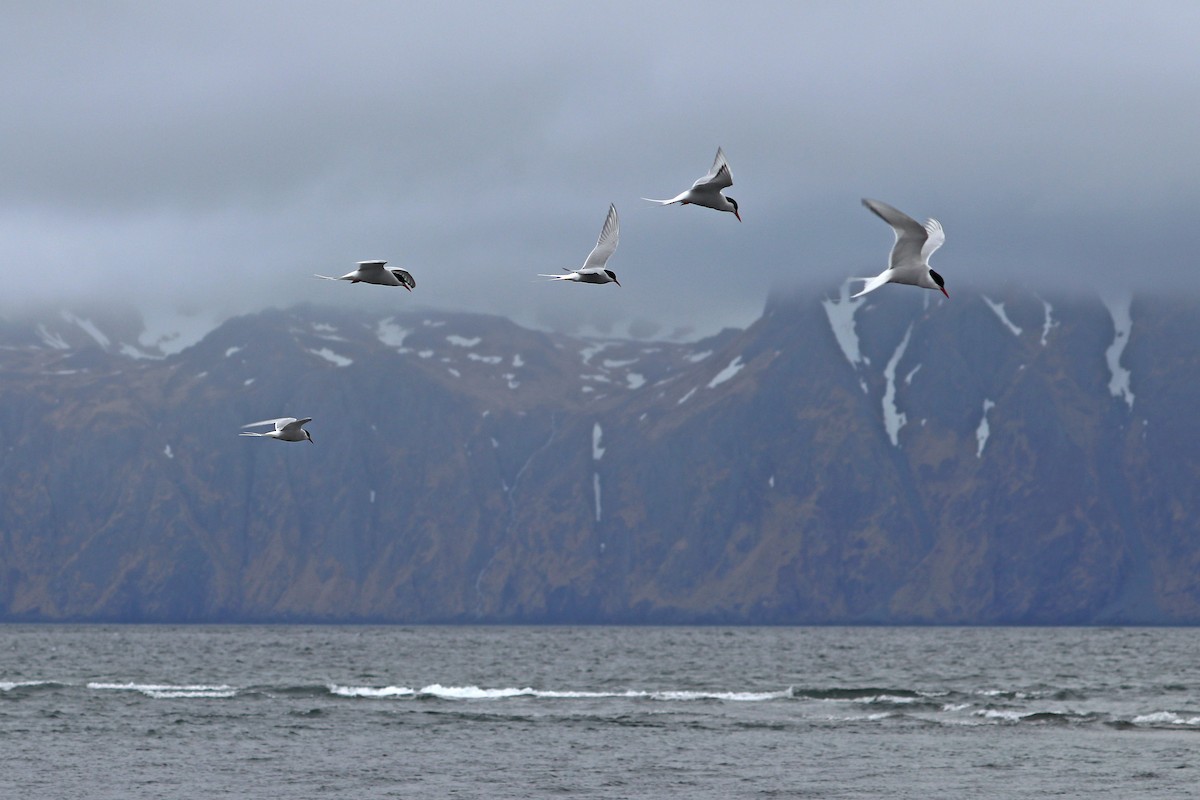 Arctic Tern - ML619919604