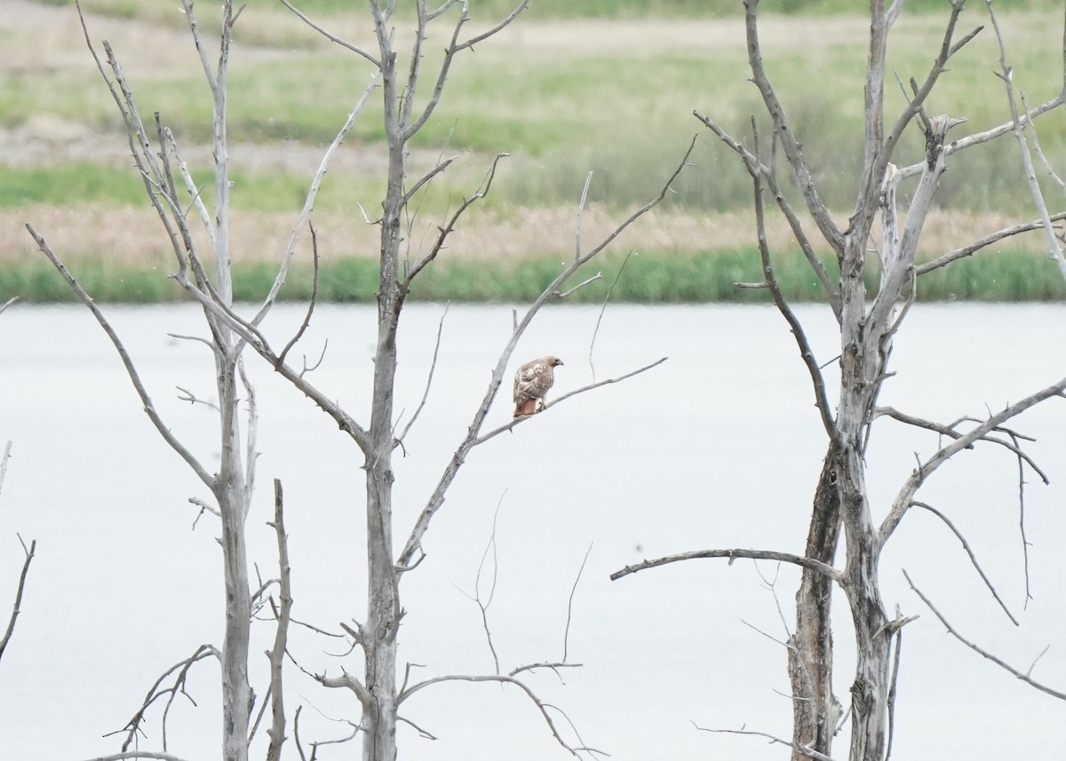 Red-tailed Hawk - Pam Hardy