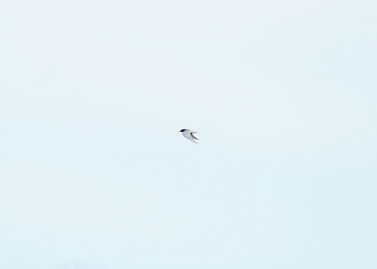 Black Tern - ML619919624