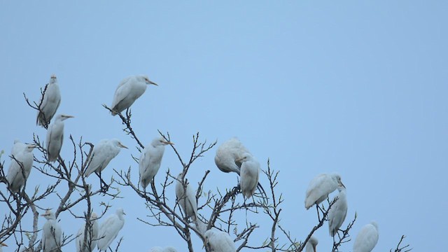 ibis černohlavý - ML619919628