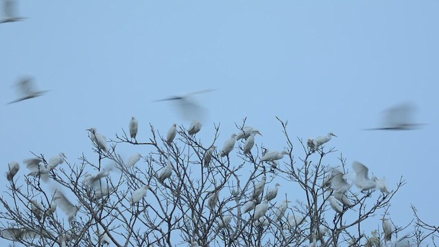 Eastern Cattle Egret - ML619919632