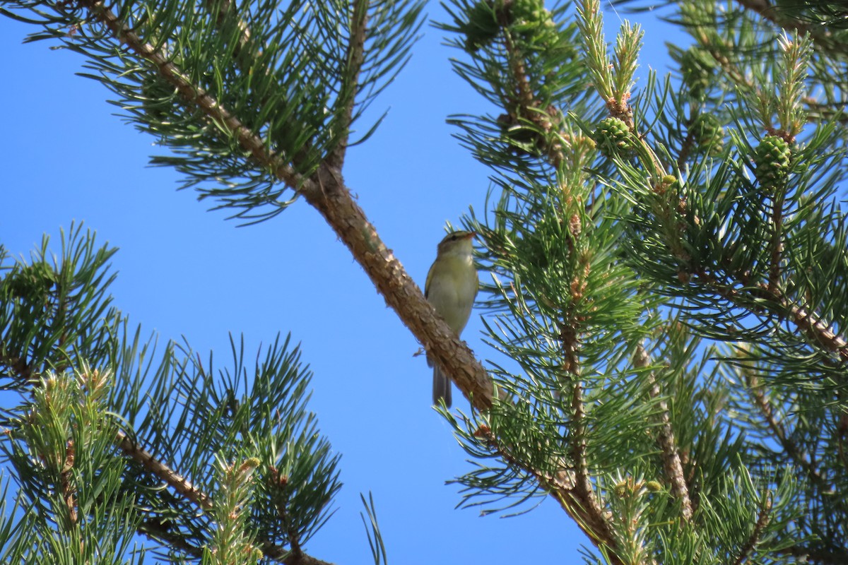 Willow Warbler - ML619919639