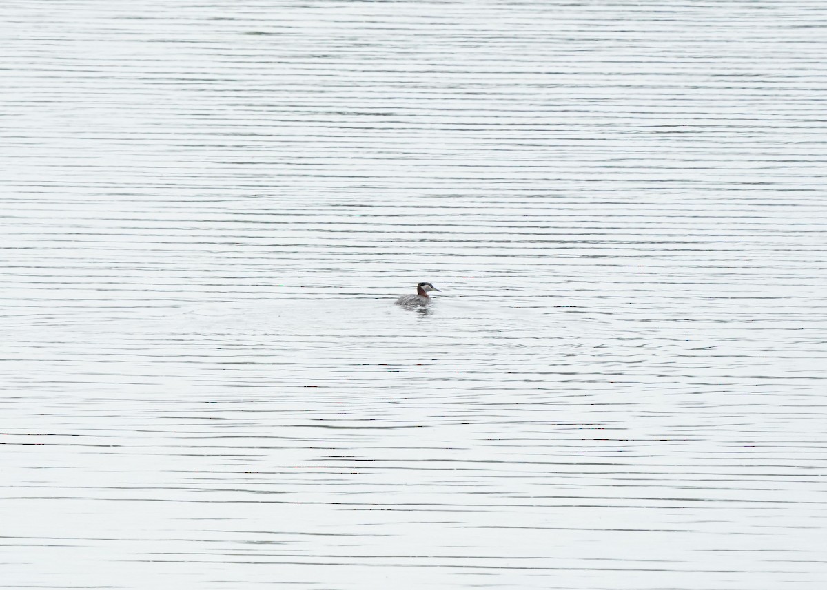 Red-necked Grebe - ML619919641