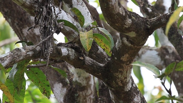 Asian Brown Flycatcher - ML619919644