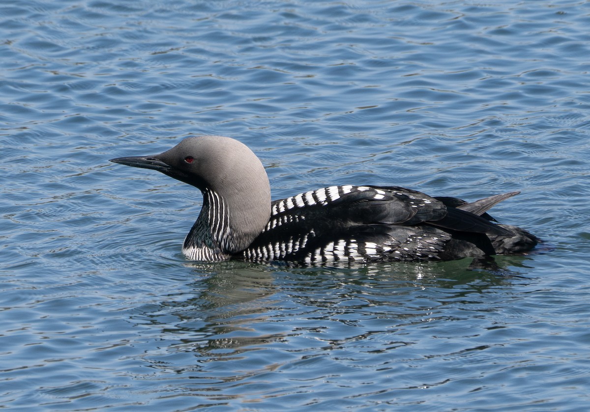 Pacific Loon - ML619919648