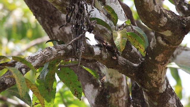 Asian Brown Flycatcher - ML619919650