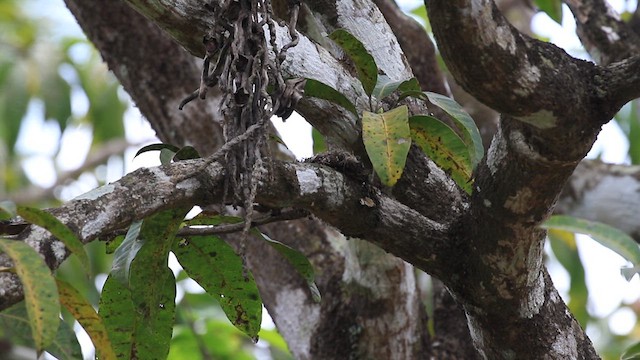 Asian Brown Flycatcher - ML619919651