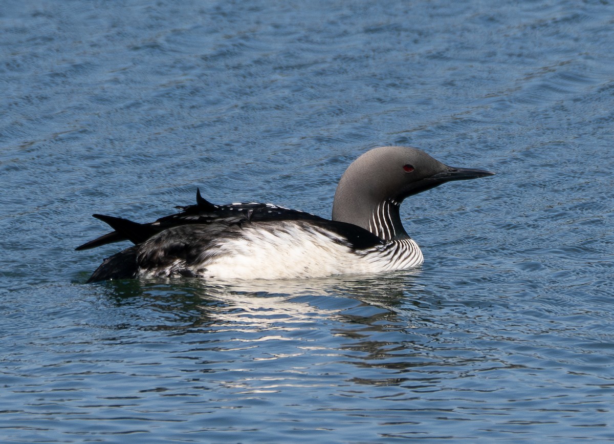 Pacific Loon - ML619919659