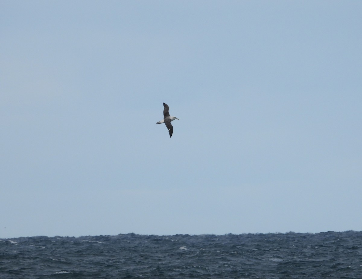Albatros à cape blanche - ML619919665