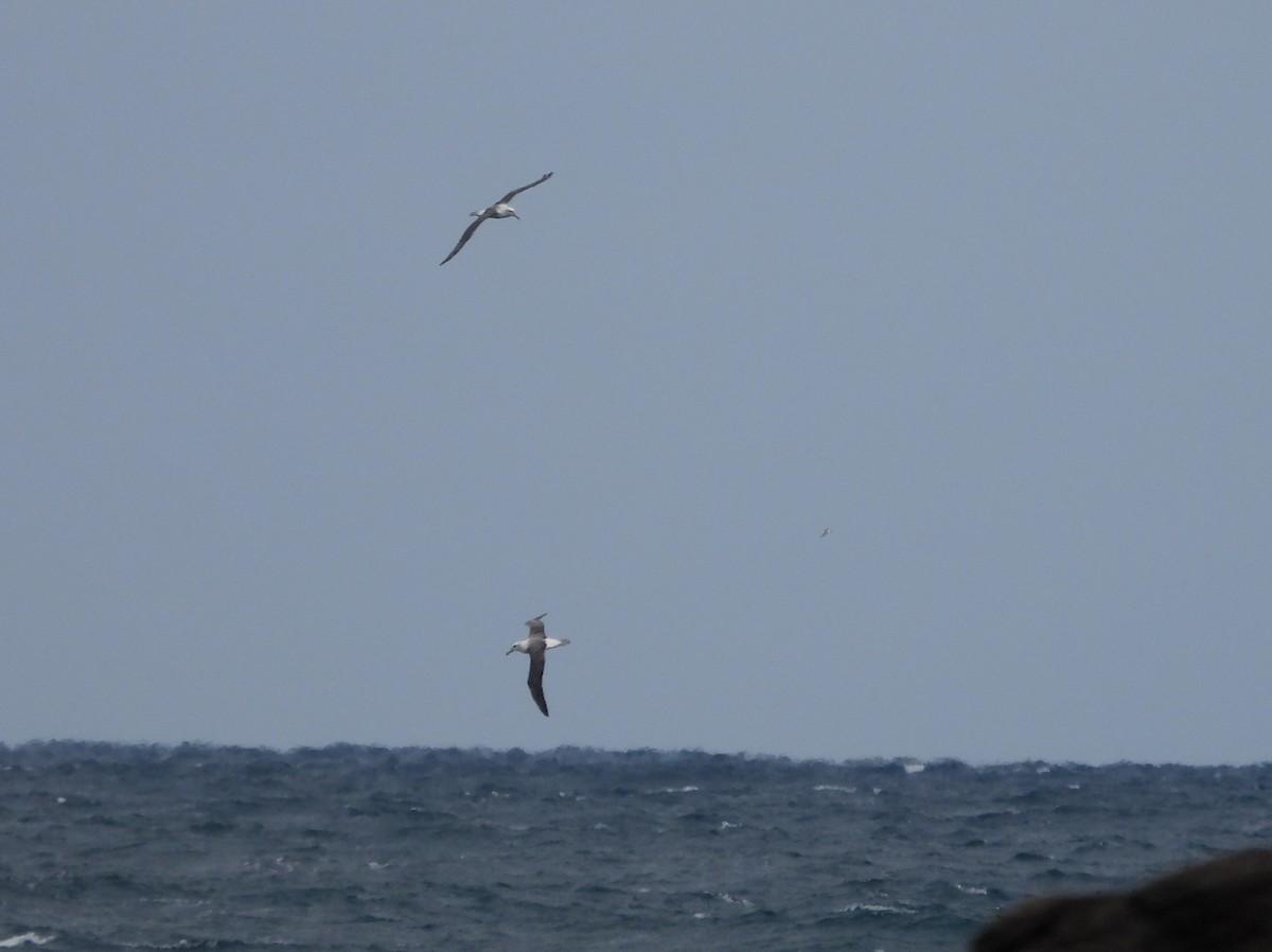Albatros à cape blanche - ML619919666