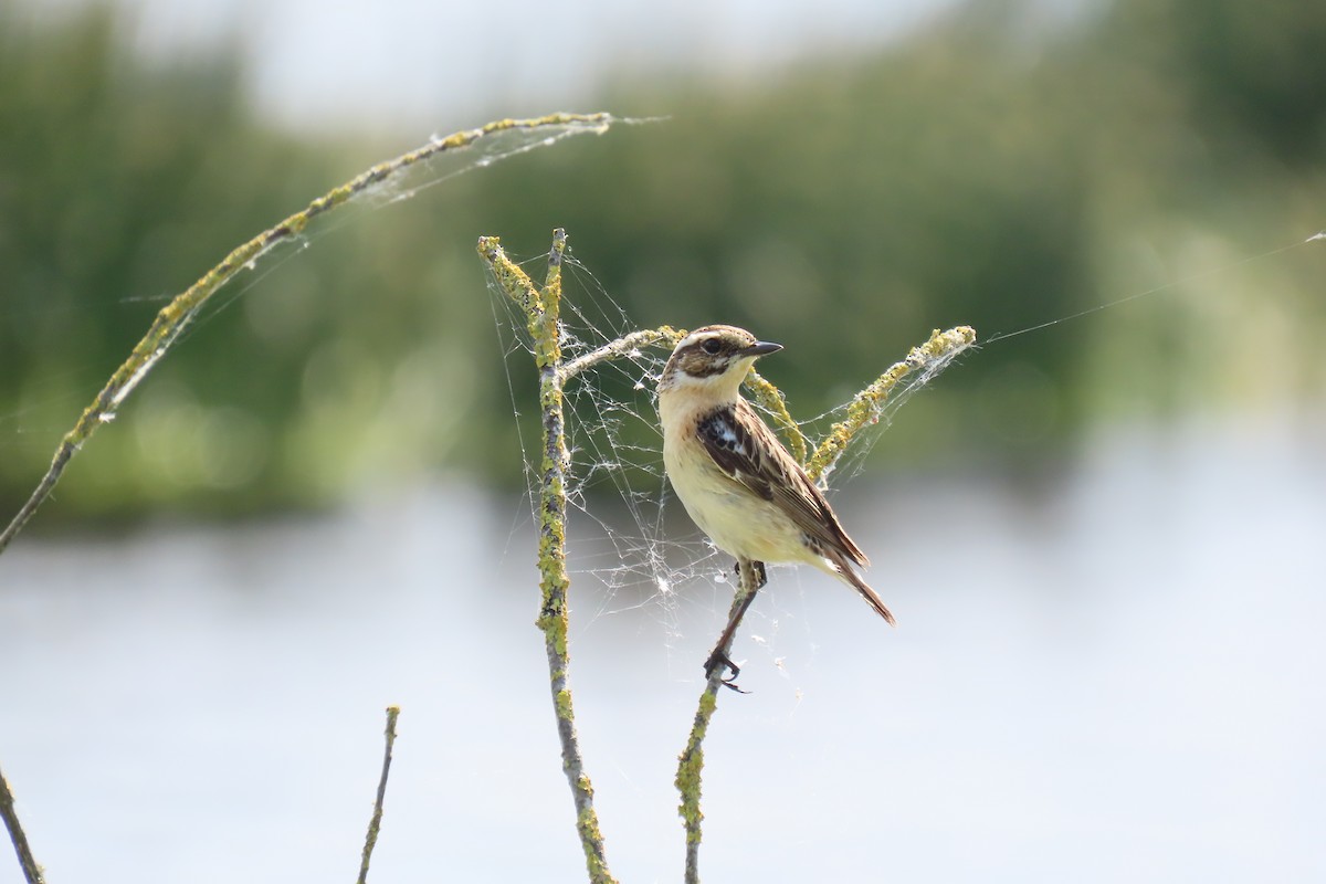 Whinchat - ML619919673