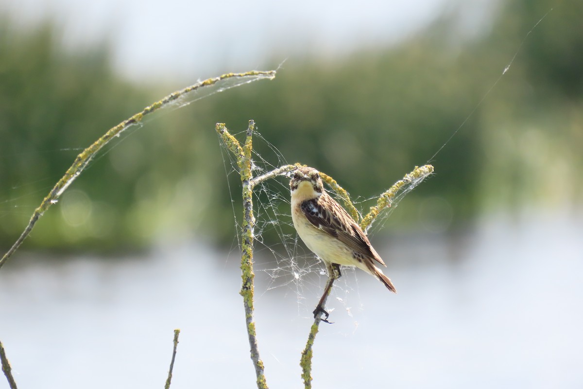 Whinchat - ML619919674