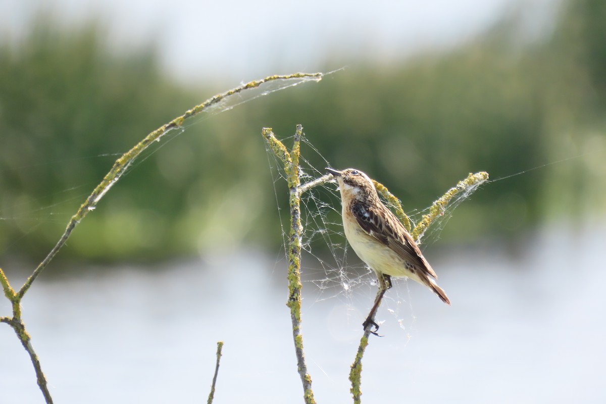 Whinchat - ML619919675
